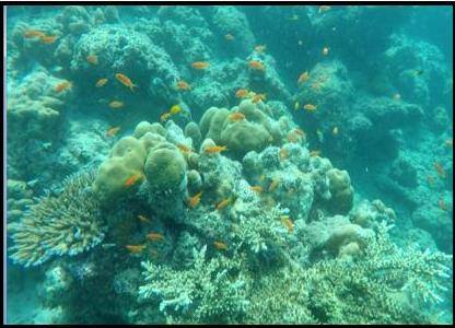 Remotely Operated Vehical (ROV) Developed By NIOT, Ministry of Earth Sciences Maps the Coral Reefs in Andman and Nicobar Islands